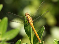 Südliche Heidelibelle (Sympetrum meridionale), junges Weibchen - FR (Korsika, Balagne)