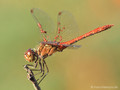Südliche Heidelibelle (Sympetrum meridionale), Männchen, von Milben befallen - FR (Korsika, Balagne)