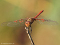 Südliche Heidelibelle (Sympetrum meridionale), Männchen, von Milben befallen - FR (Korsika, Balagne)