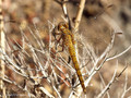 Südliche Heidelibelle (Sympetrum meridionale), unausgefärbtes Männchen - FR (Korsika, Balagne)
