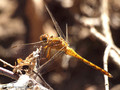 Südliche Heidelibelle (Sympetrum meridionale), unausgefärbtes Männchen - FR (Korsika, Balagne)