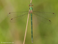 Kleine Binsenjungfer (Lestes virens)﻿, Weibchen - DE (HH)