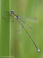 Kleine Binsenjungfer (Lestes virens)﻿, Männchen - DE (SH)