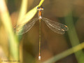 Kleine Binsenjungfer (Lestes virens)﻿, Männchen - DE (NI)
