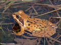 Grasfrosch (Rana temporaria) - DE (HH)