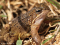 Grasfrosch (Rana temporaria) - DE (HH)