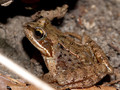 Grasfrosch (Rana temporaria) - DE (SH)