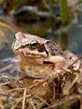 Grasfrosch (Rana temporaria) - DE (SH)