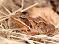 Grasfrosch (Rana temporaria) - SE (Hallands län)