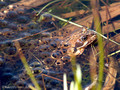 Grasfrosch (Rana temporaria), mit Laichballen - DE (HH)