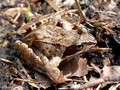 Grasfrosch (Rana temporaria) - DE (SH)