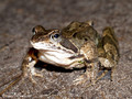 Grasfrosch (Rana temporaria) - DE (HH)