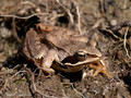 Grasfrosch (Rana temporaria) - DE (MV)