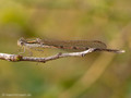 Gemeine Winterlibelle (Sympecma fusca), Weibchen - DE (MV)
