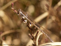 Gemeine Winterlibelle (Sympecma fusca), Weibchen - DE (HH)