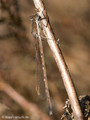 Gemeine Winterlibelle (Sympecma fusca), Weibchen - DE (HH)
