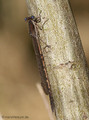 Gemeine Winterlibelle (Sympecma fusca), Männchen - DE (HH)