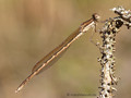 Gemeine Winterlibelle (Sympecma fusca), Männchen - DE (SH)