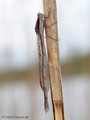 Gemeine Winterlibelle (Sympecma fusca), Weibchen - DE (MV)