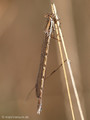 Gemeine Winterlibelle (Sympecma fusca), Weibchen - DE (NI)