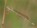Gemeine Winterlibelle (Sympecma fusca), Männchen - DE (NI)