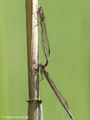 Gemeine Winterlibelle (Sympecma fusca), Tandem kurz vor oder nach der Paarung - DE (ST)