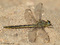 Westliche Keiljungfer (Gomphus pulchellus), Weibchen - DE (SH)