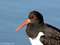 Austernfischer (Haematopus ostralegus) - DE (HH)