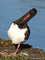 Austernfischer (Haematopus ostralegus) - DE (HH)