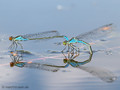Kleines Granatauge (Erythromma viridulum), Tandem bei der Eiablage -  DE (SH)