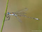 Gemeine Binsenjungfer (Lestes sponsa), Männchen - DE (HH)