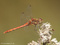 Große Heidelibelle (Sympetrum striolatum, Männchen - DE (HH)