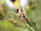 Stieglitz (Carduelis carduelis), Altvogel - DE (HH)