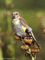 Stieglitz (Carduelis carduelis), Jungvogel - DE (HH)