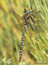 Torf-Mosaikjungfer (Aeshna juncea), Männchen - DE (HH)