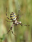 Wespenspinne (Argiope brunnichi) - DE (HH)