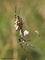 Wespenspinne (Argiope brunnichi) - DE (HH)