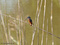 Eisvogel (Alcedo atthis) - DE (NI)