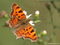 C-Falter (Polygonia c-album) - DE (NI)