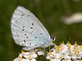 Faulbaumbläuling (Celastrina agriolus) - DE (HH)