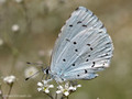 Faulbaumbläuling (Celastrina agriolus) - DE (HH)