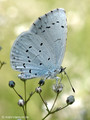 Faulbaumbläuling (Celastrina agriolus) - DE (HH)