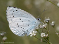 Faulbaumbläuling (Celastrina agriolus) - DE (HH)