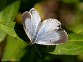 Faulbaumbläuling (Celastrina agriolus), Weibchen - DE (HH)