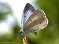 Faulbaumbläuling (Celastrina agriolus), Weibchen - DE (HH)