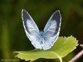 Faulbaumbläuling (Celastrina agriolus), Weibchen - DE (HH)