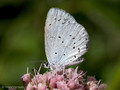 Faulbaumbläuling (Celastrina agriolus), Weibchen - DE (HH)