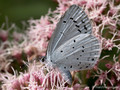 Faulbaumbläuling (Celastrina agriolus), Weibchen - DE (HH)