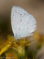 Faulbaumbläuling (Celastrina agriolus) - FR (Korsika, Balagne)