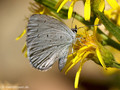 Faulbaumbläuling (Celastrina agriolus) - FR (Korsika, Balagne)